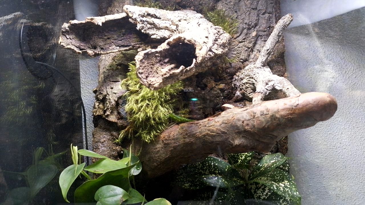 Mimble Wimble’s enclosure, photographed by the webcam